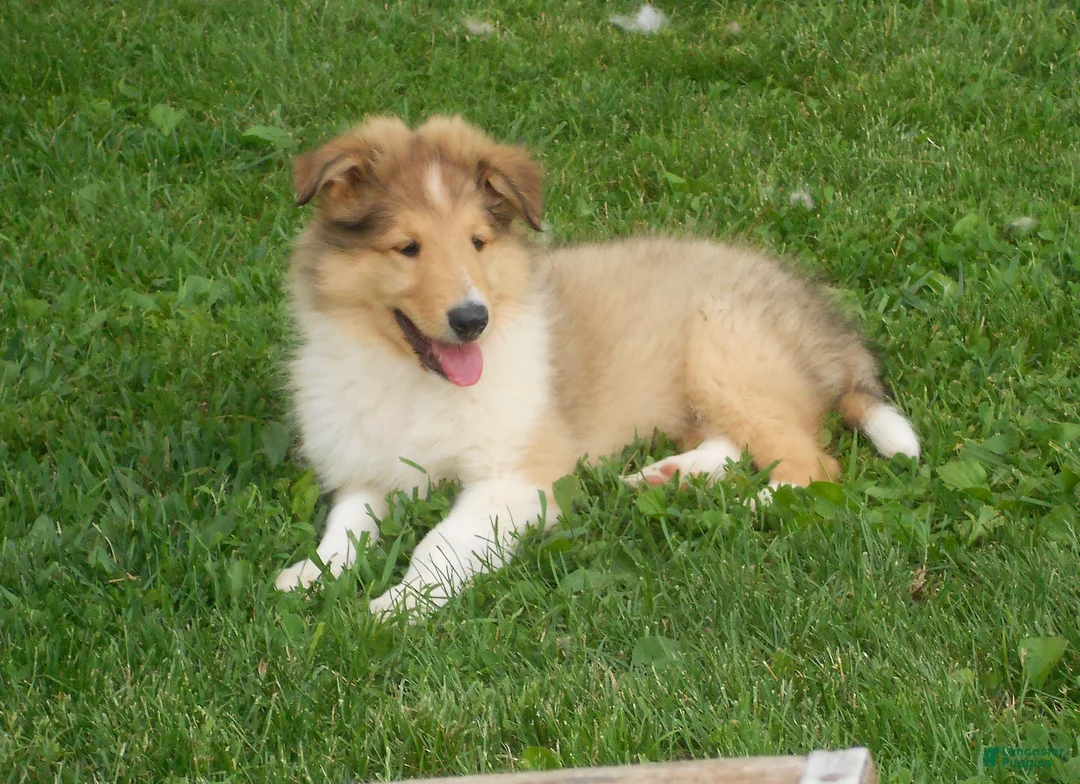 Collie dogs for sale: Baker  - Ad 1