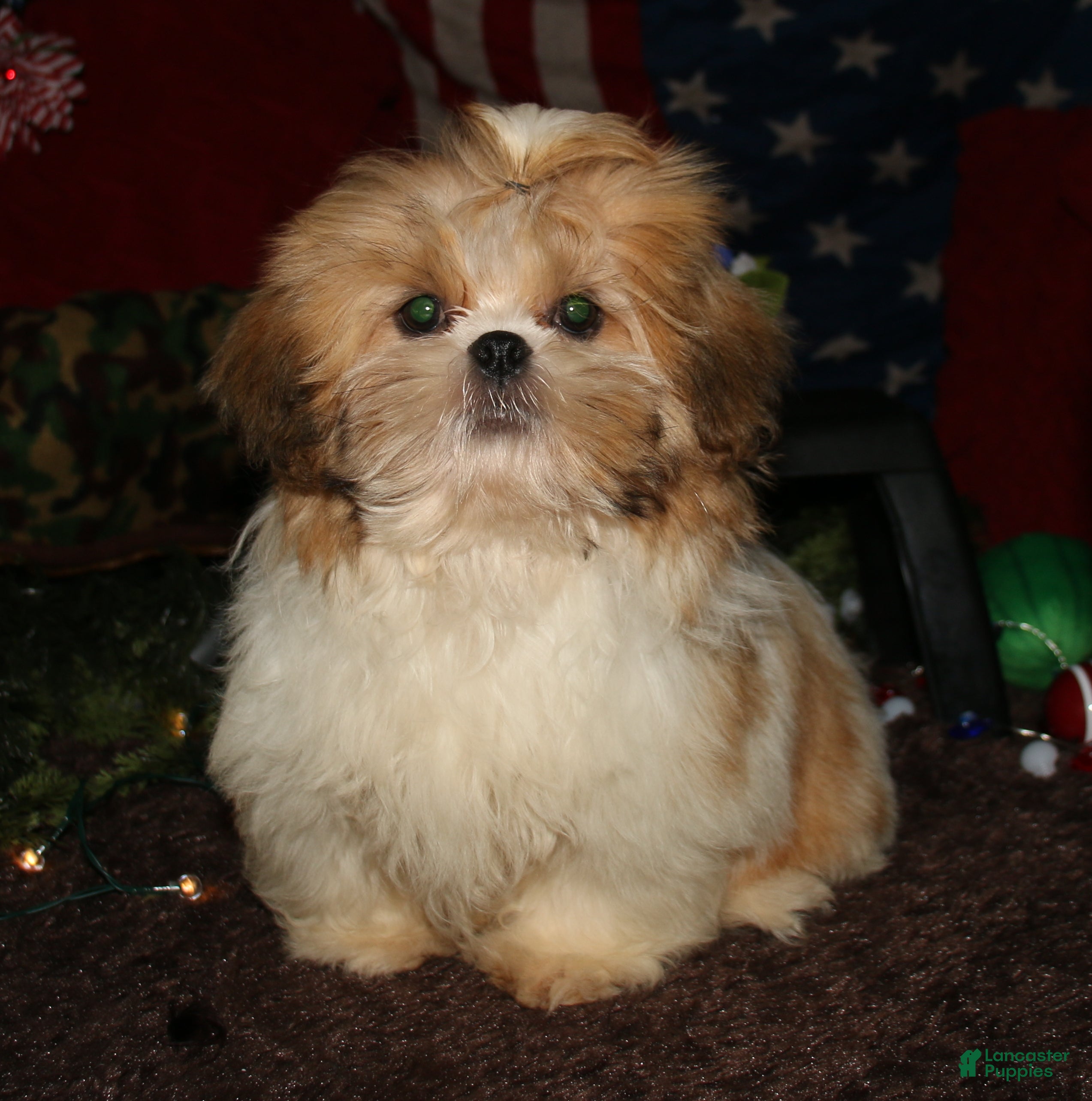 Shih Tzu dogs Mojo - Ad 2