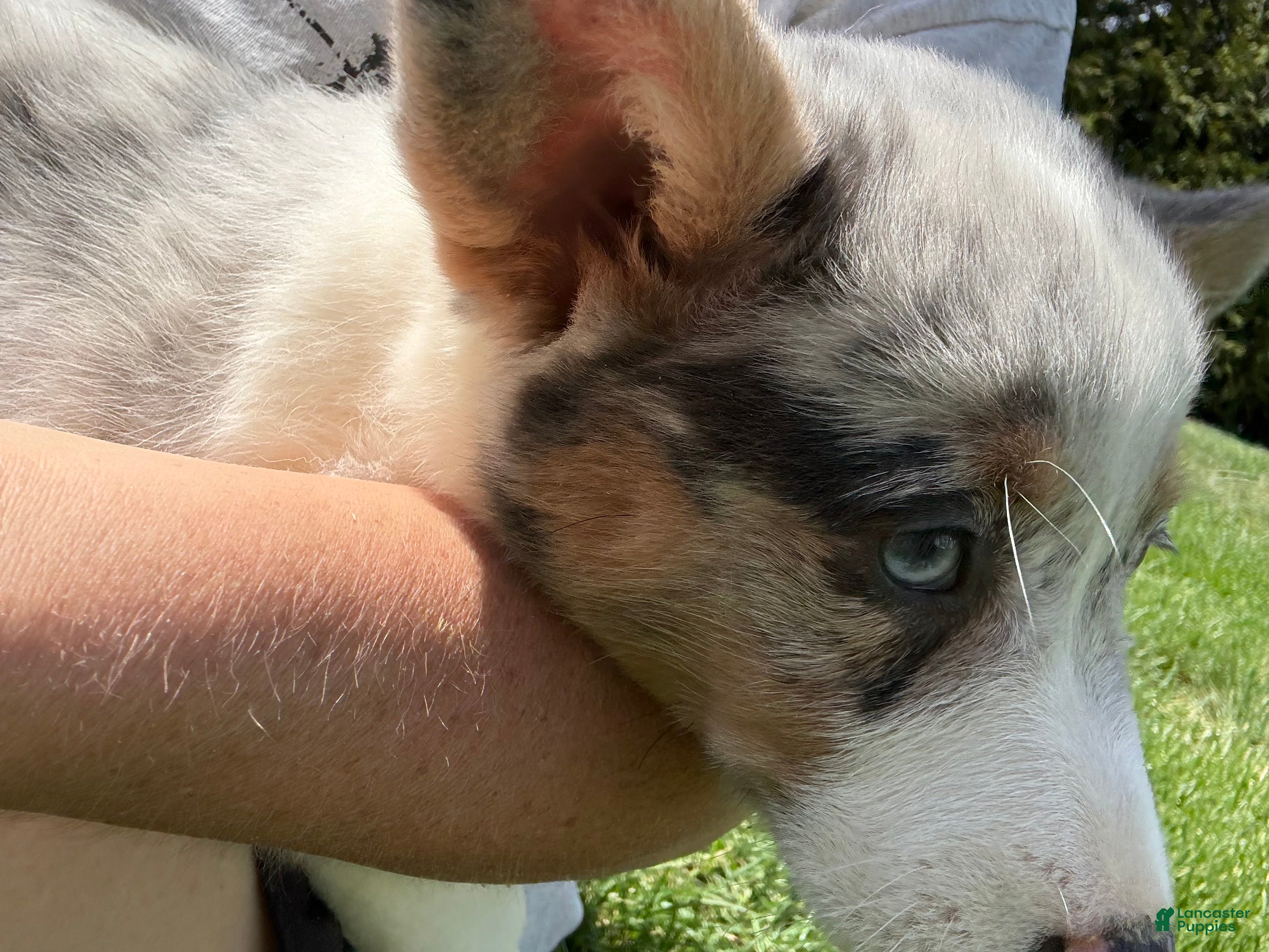 American Corgi dogs American Corgi Puppy 5 - Ad 4