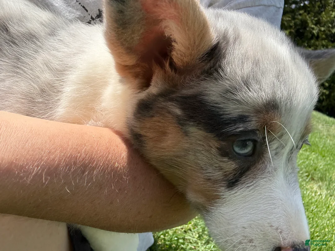 American Corgi dogs for sale: American Corgi Puppy 5 - Ad 1