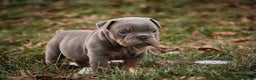 English Bulldog dogs for sale: Titan - Ad 7