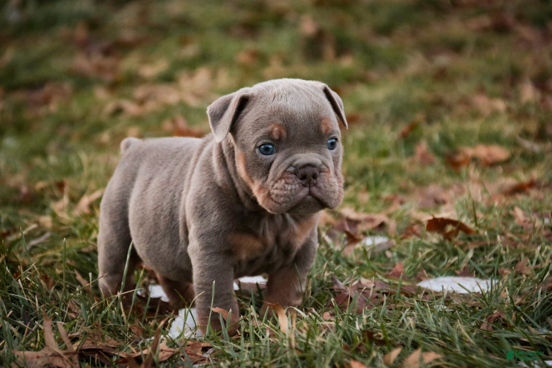 English Bulldog dogs for sale: Titan - Ad 7