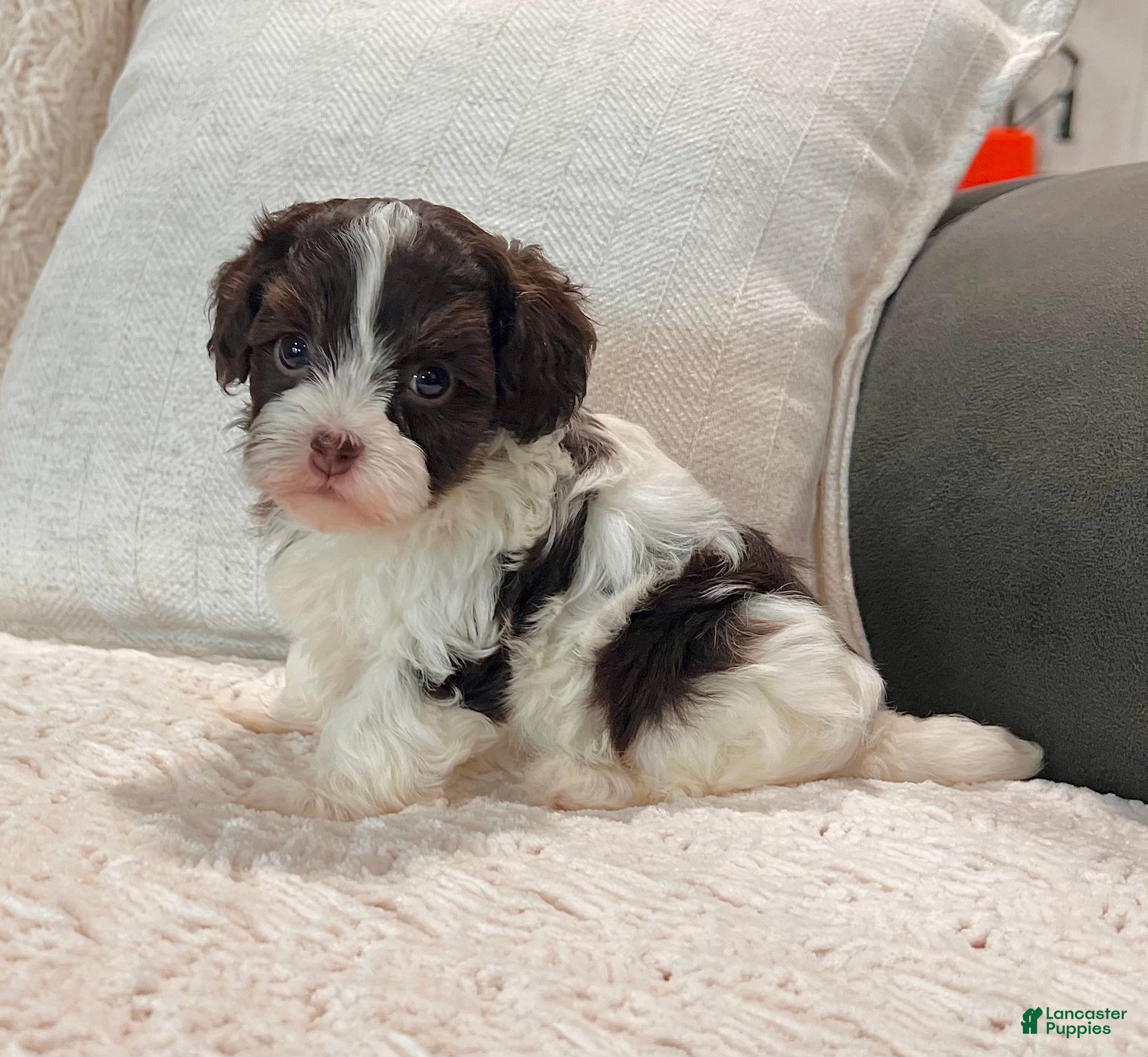 Havapoo dogs Mindy - Ad 2