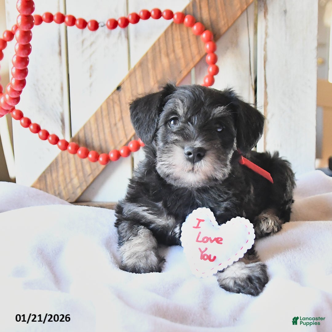 Miniature Schnauzer dogs for sale: Pansy - Ad 4