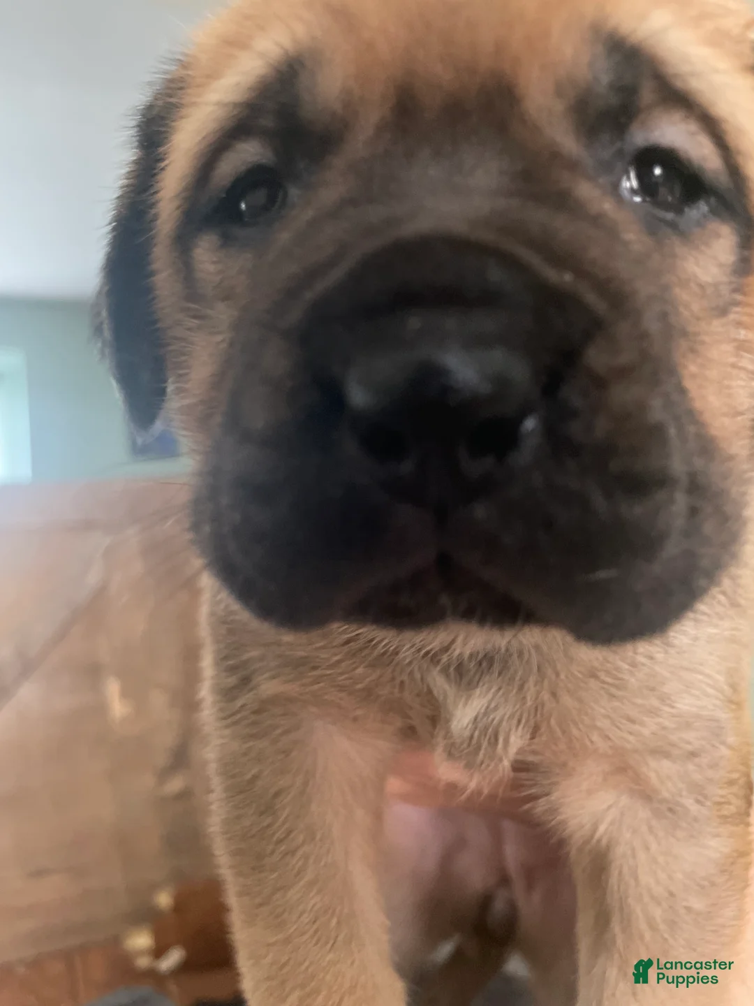 English Mastiff dogs for sale: English Mastiff 6 - Ad 2