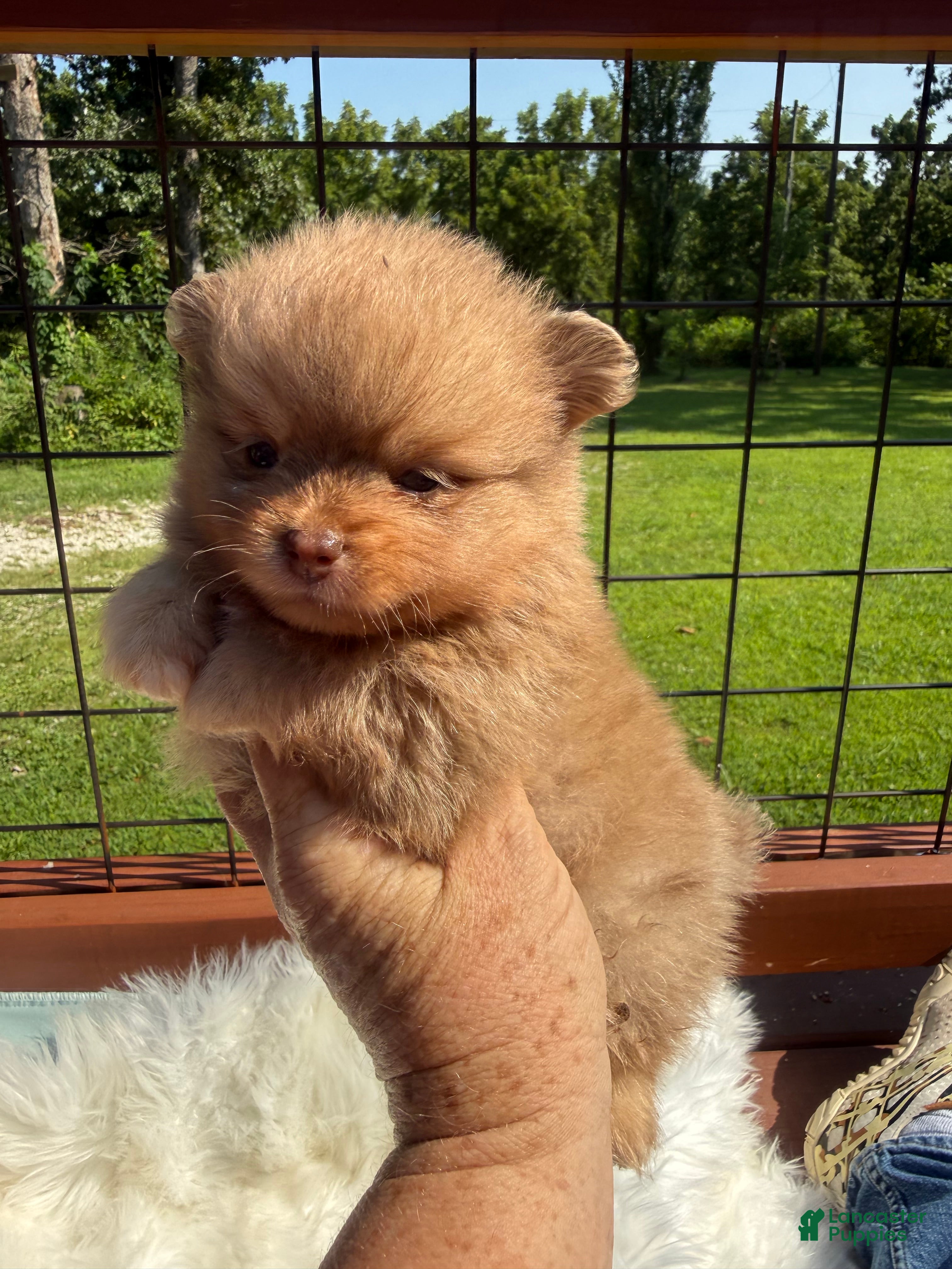 Pomeranian dogs #2 - Ad 36
