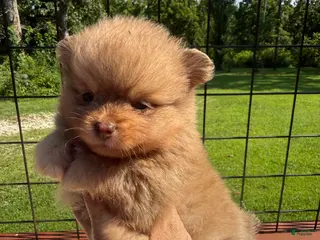 Pomeranian dogs #2 - Ad 36