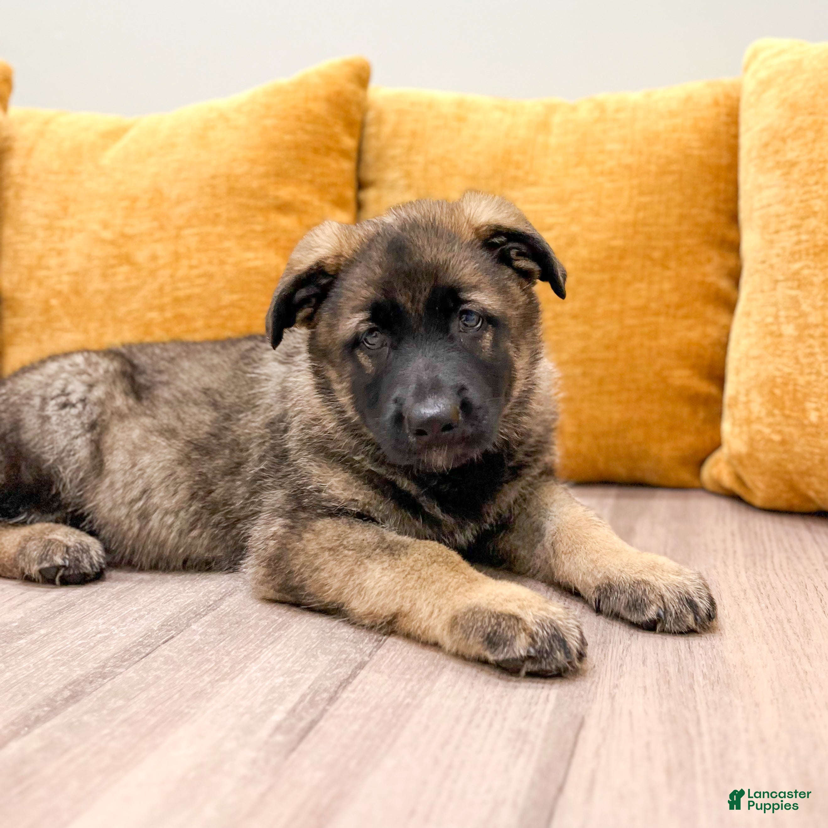 German Shepherd dogs Candy - Ad 2