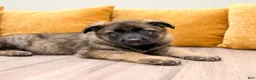 German Shepherd dogs for sale: Candy - Ad 2