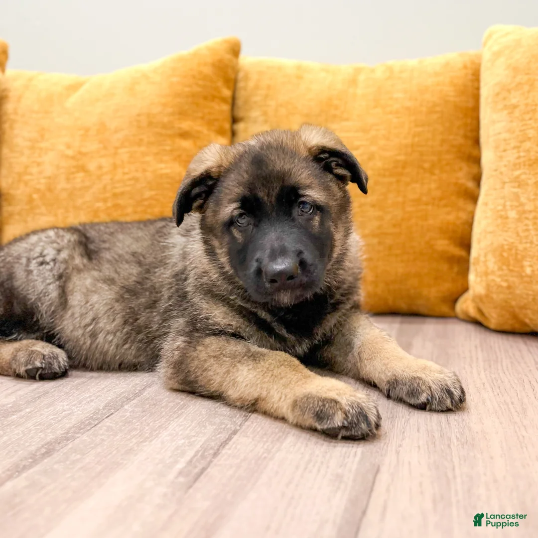 German Shepherd dogs for sale: Candy - Ad 2
