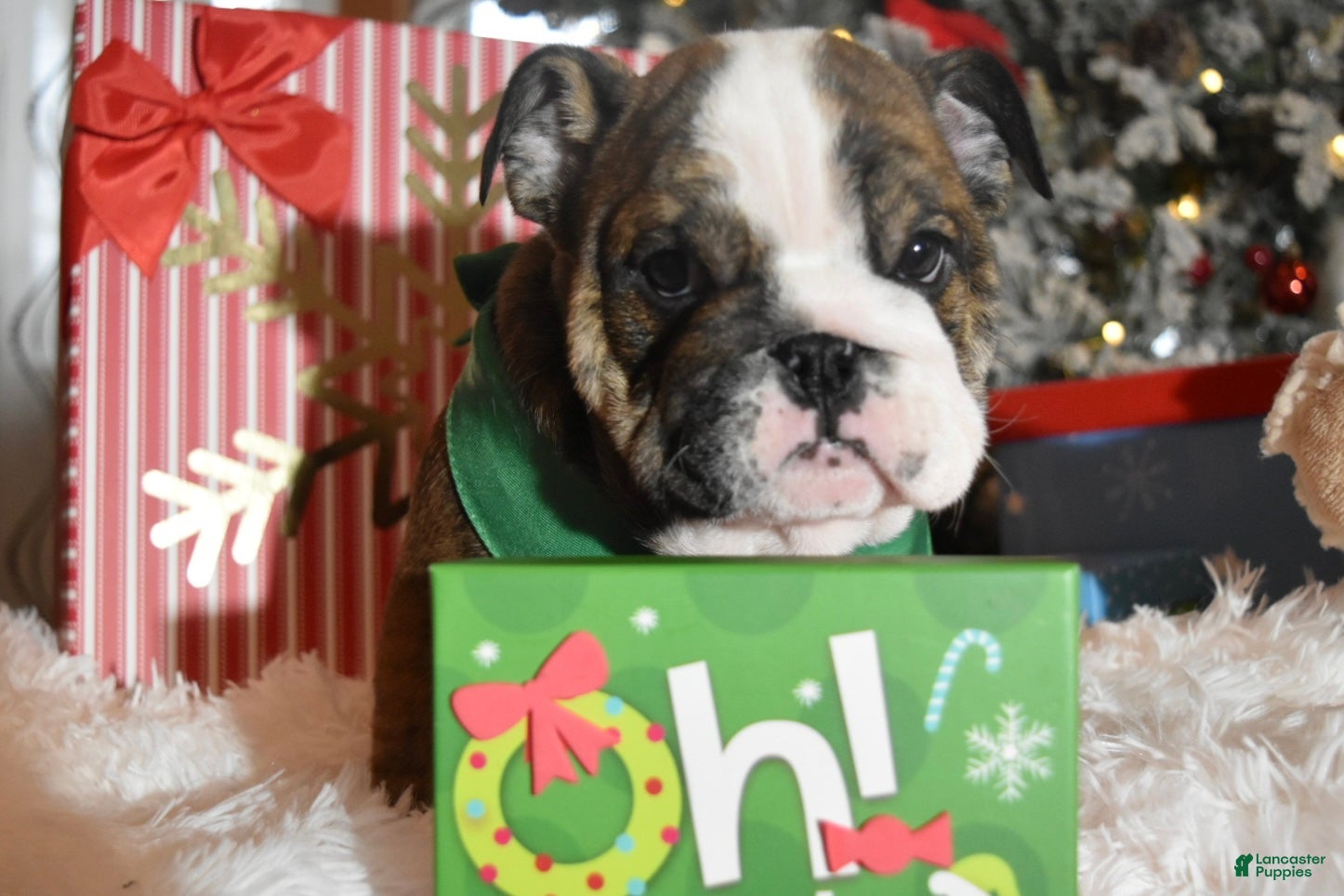 English Bulldog dogs Jim - Ad 31