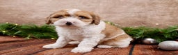 Cavapoo dogs for sale: Chris - Ad 3