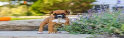 Boxer dogs for sale: Aspen - Ad 7