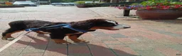 Bernese Mountain Dog dogs for sale: Bernese Mountain Dog 1 - Ad 5