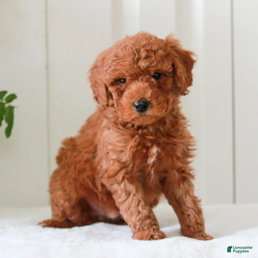 Mini Goldendoodle dogs for sale: Hudson  - Ad 1