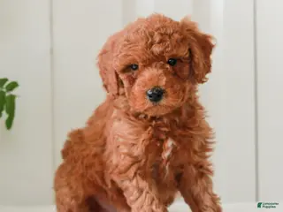 Mini Goldendoodle dogs for sale: Hudson - Ad 4