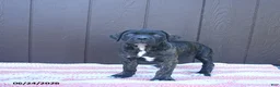 Cane Corso dogs for sale: Cassandra - Ad 2