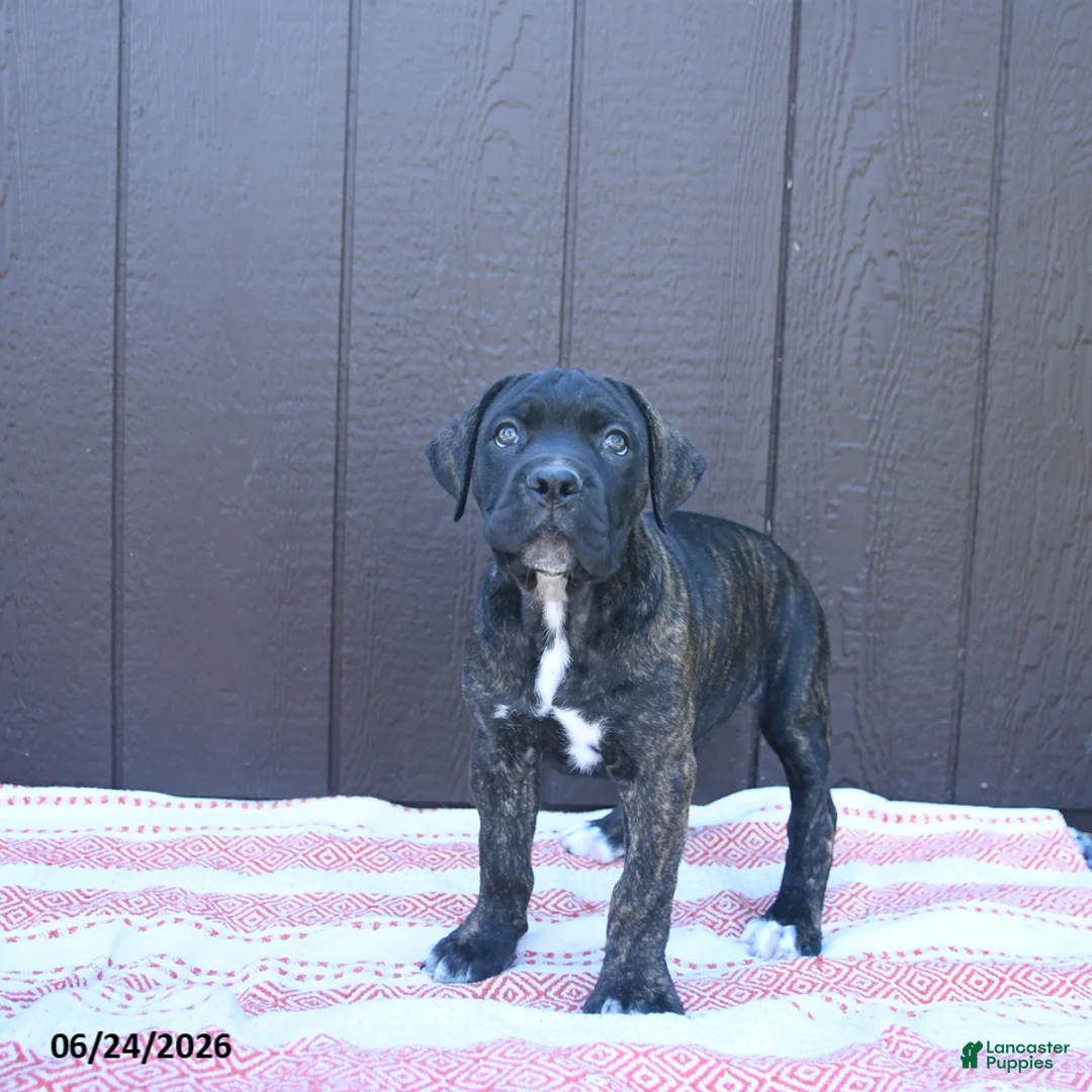 Cane Corso dogs for sale: Cassandra - Ad 2