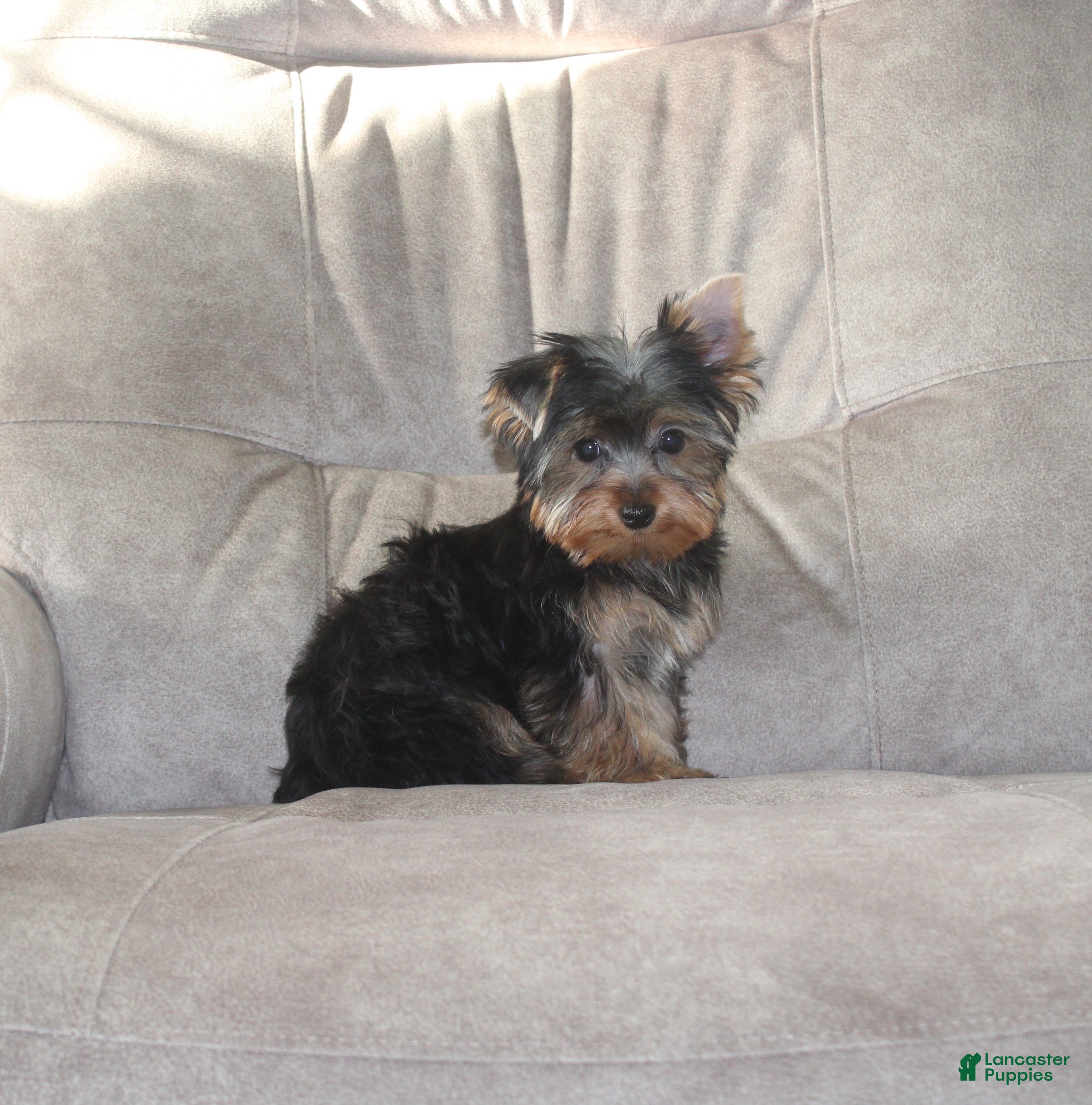Yorkshire Terrier dogs Benji - Ad 1