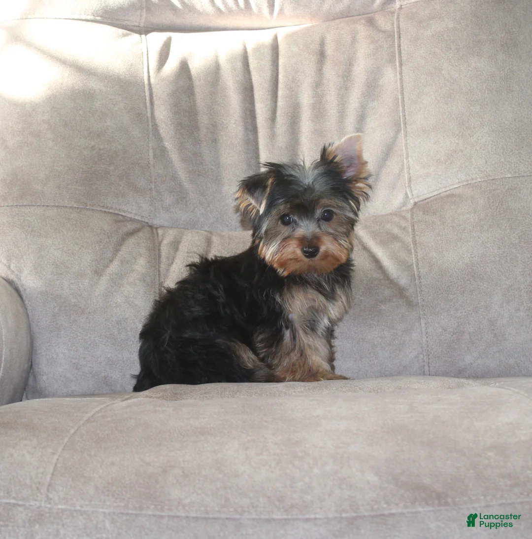 Yorkshire Terrier dogs for sale: Benji - Ad 1