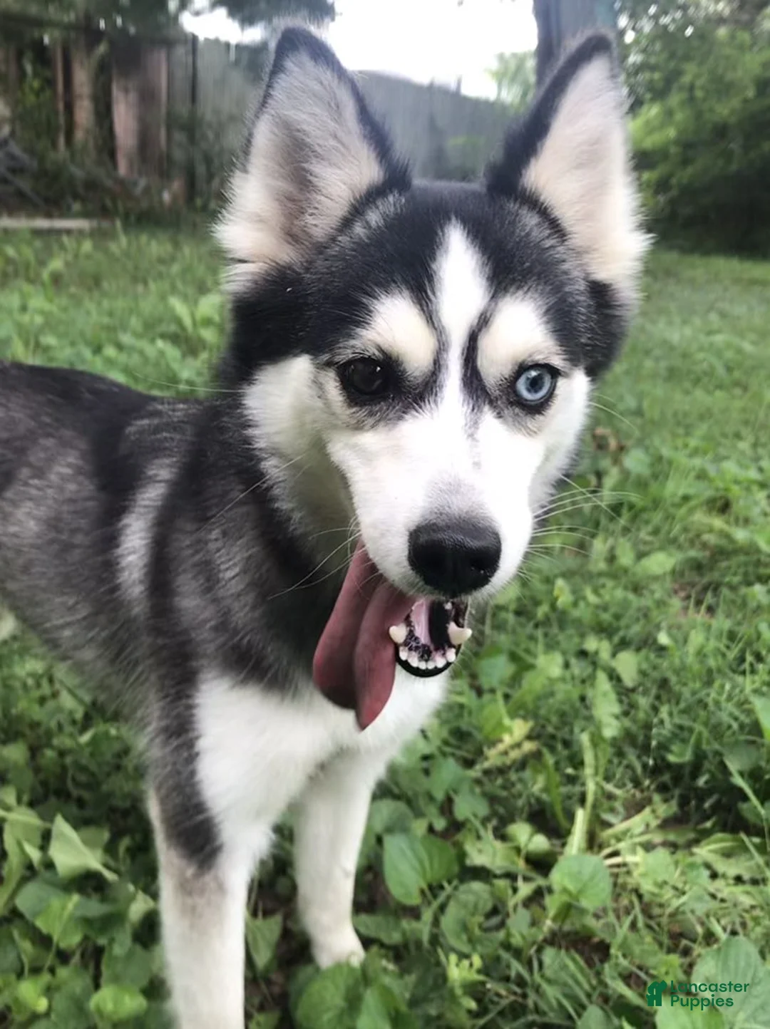 Pomsky dogs for sale: Thumper - Ad 3