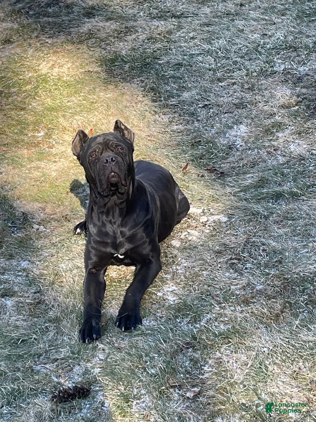 Cane Corso dogs for sale:  Mila - Ad 7