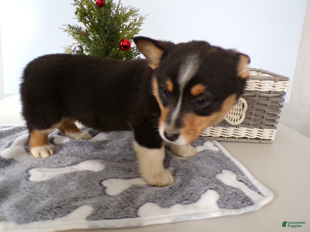 Welsh Corgi Pembroke dogs for sale: Welsh Corgi Pembroke Puppy 5 Red Barron - Ad 2