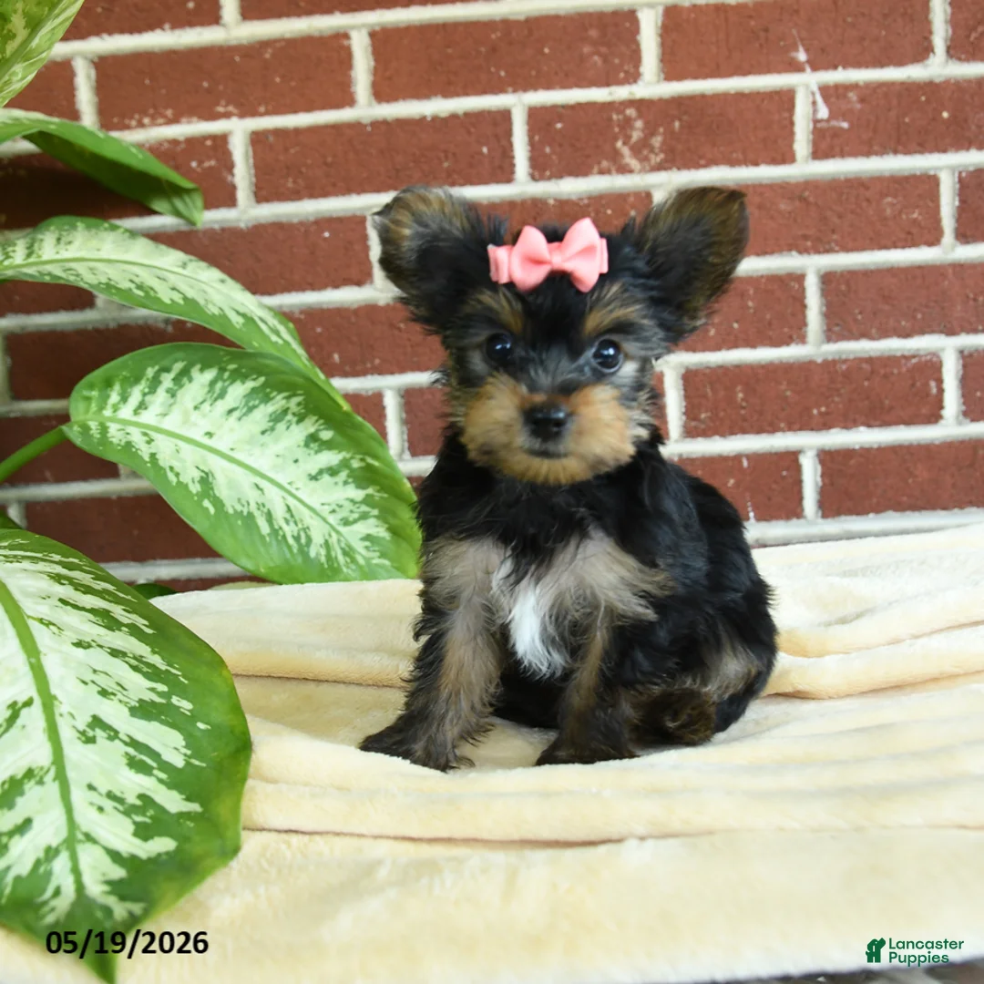 Yorkshire Terrier dogs for sale: Nutella - Ad 1