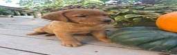 Labrador Retriever dogs for sale: Bailey - Ad 6