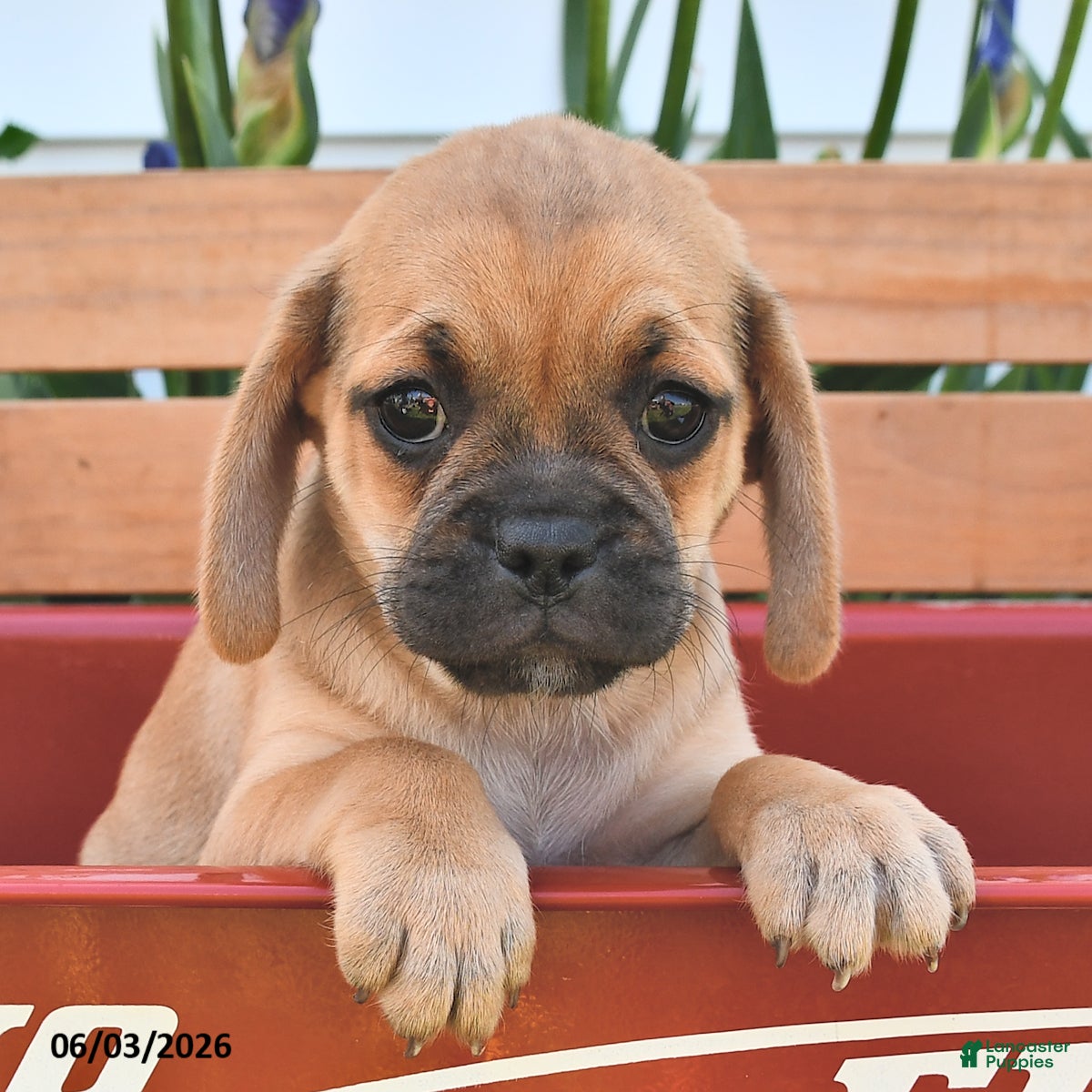 Puggle dogs for sale: Savannah - Ad 1