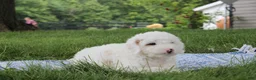 Mini Goldendoodle dogs for sale: Toby - Ad 4