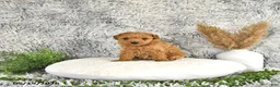 Toy Poodle dogs for sale: Jamin - Ad 4