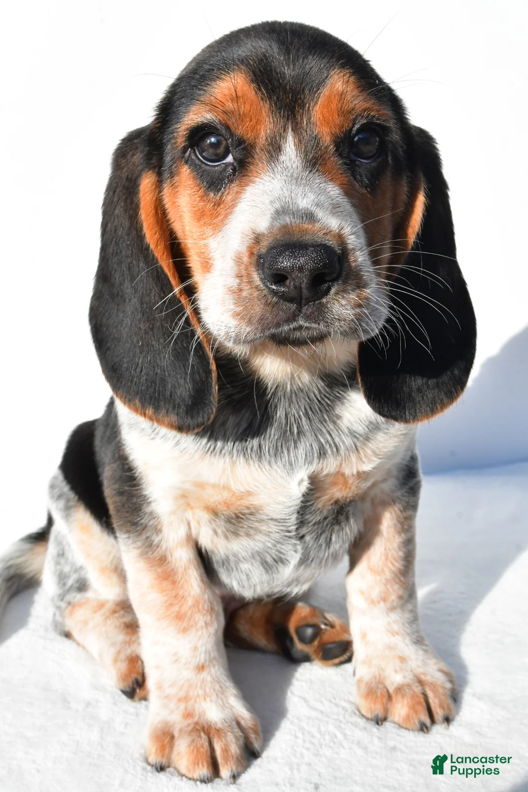 Beagle dogs for sale: Mark - Ad 1
