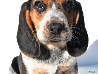 Beagle dogs for sale: Mark - Ad 4