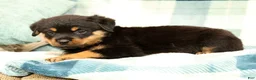 Rottweiler dogs for sale: Sadie - Ad 5