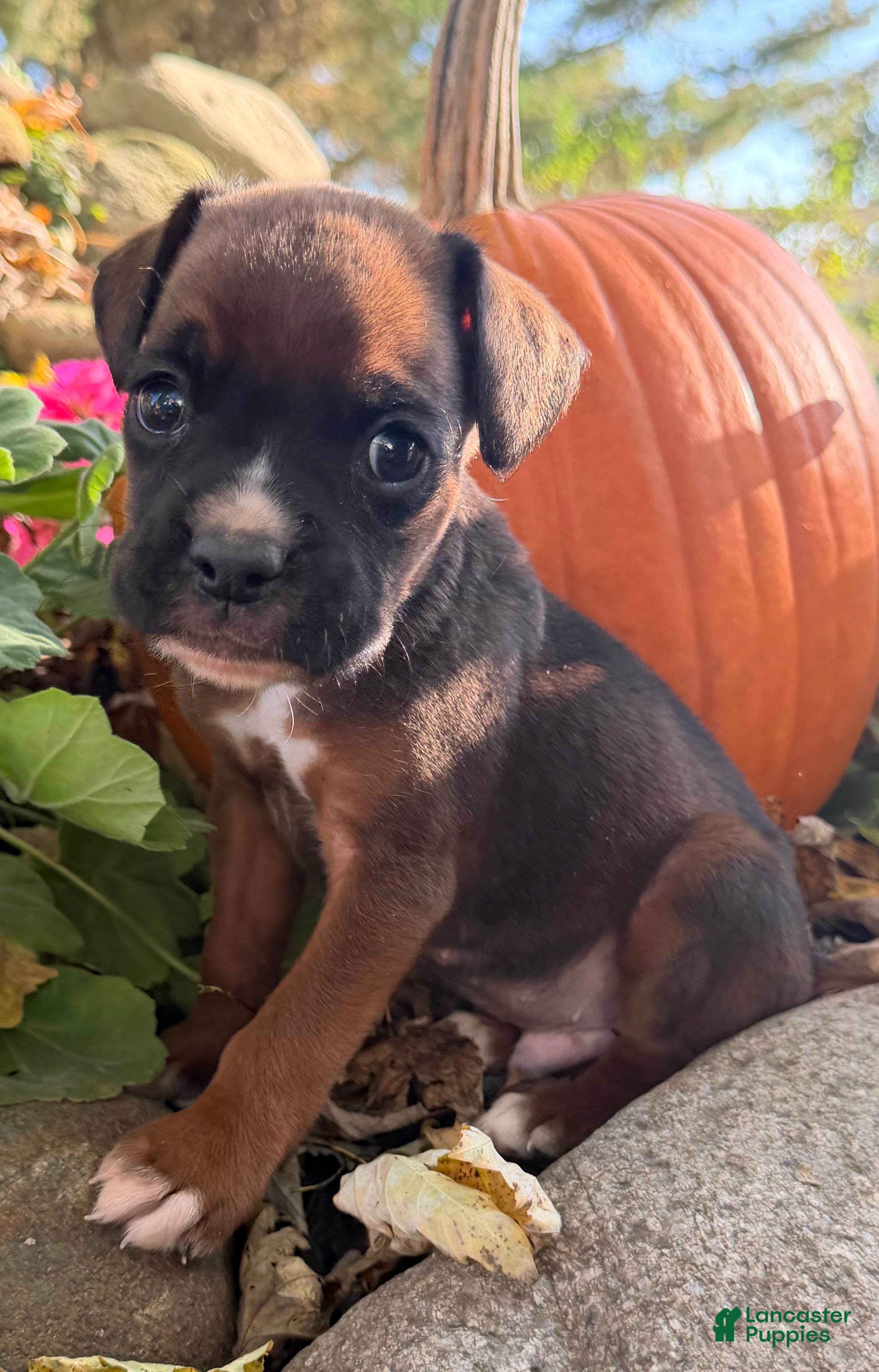 Boxer dogs Zeus Male AKC Boxer - Ad 2