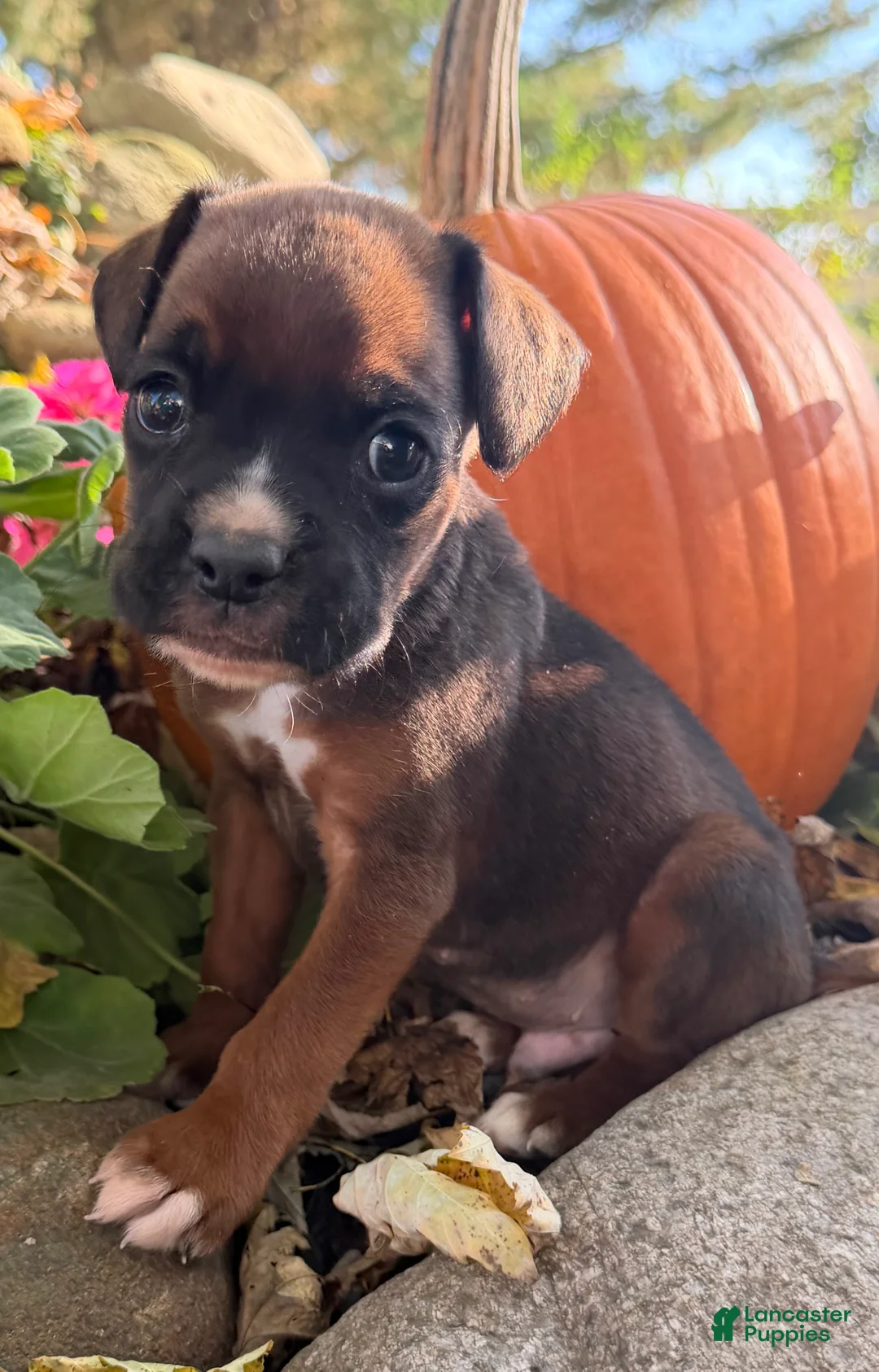 Boxer dogs for sale: Zeus Male AKC Boxer - Ad 2