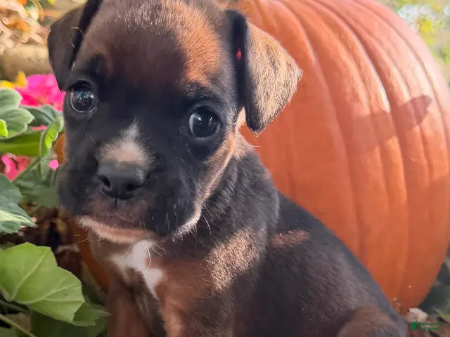 Boxer dogs Zeus Male AKC Boxer - Ad 2