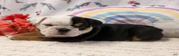 English Bulldog dogs for sale: Betty - Ad 2