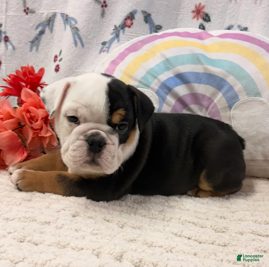 English Bulldog dogs for sale: Betty - Ad 2