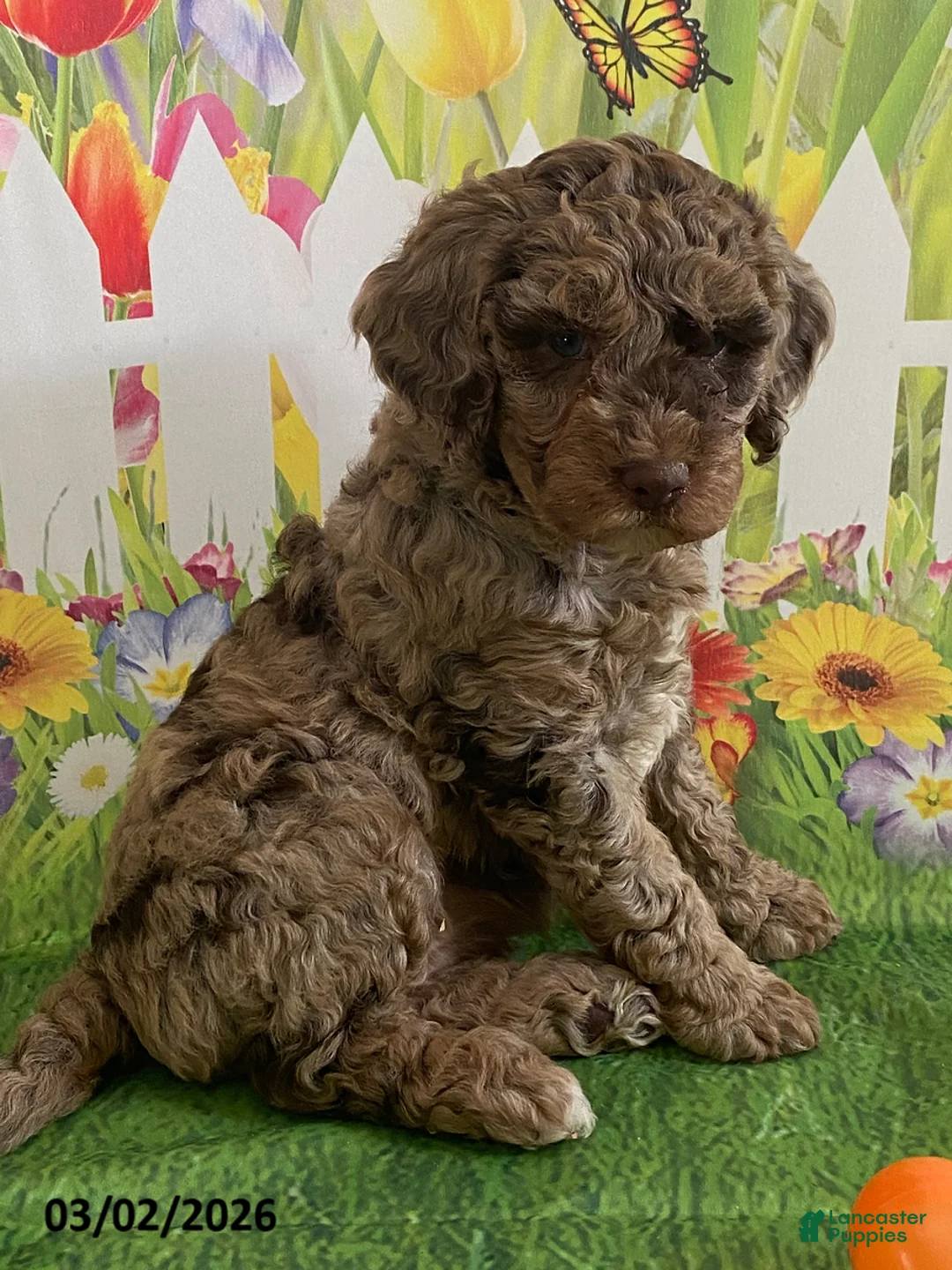 Miniature Labradoodle dogs for sale: Roxy - Ad 2