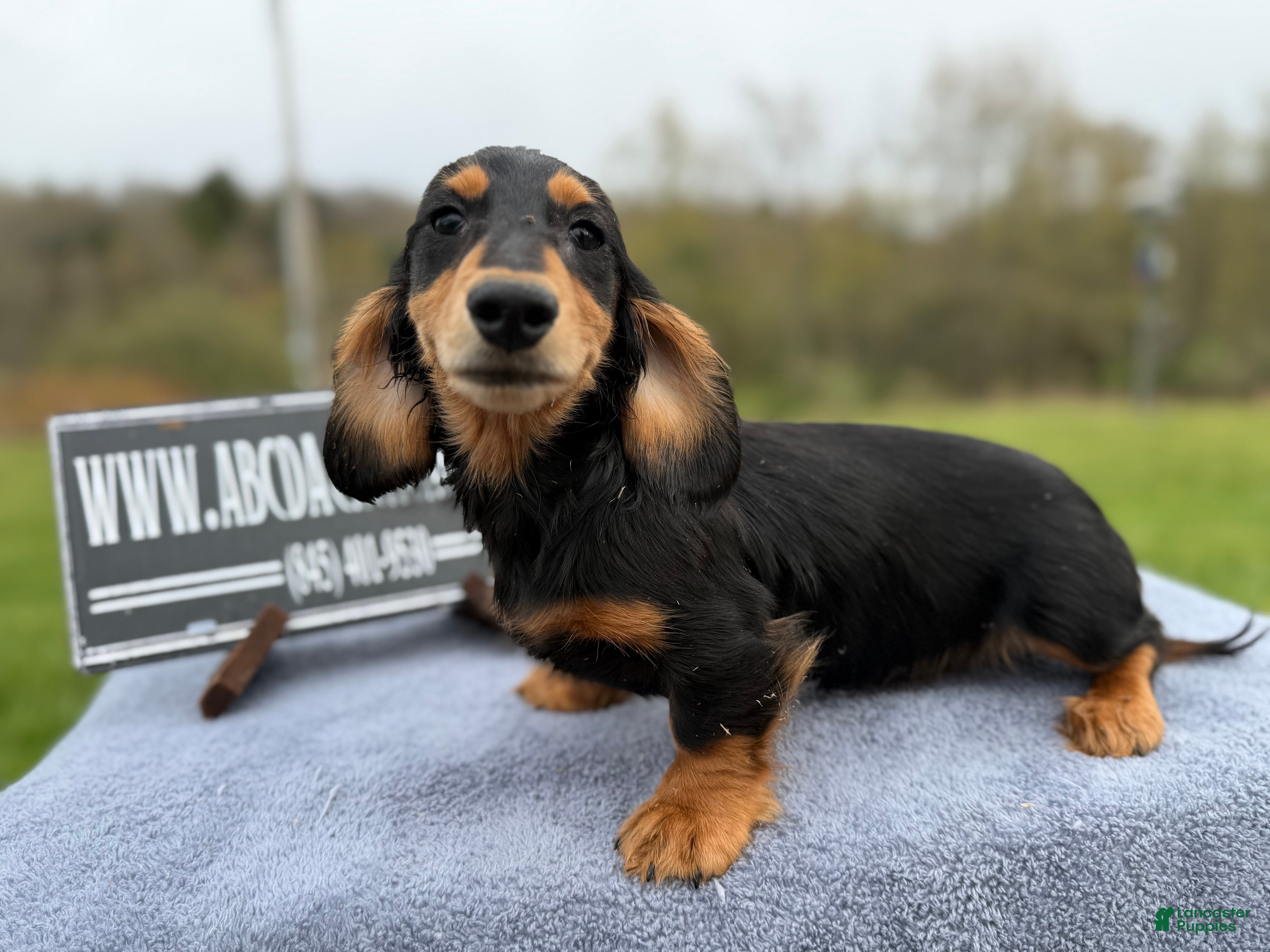 Miniature Dachshund dogs AKC Russian import - Ad 7