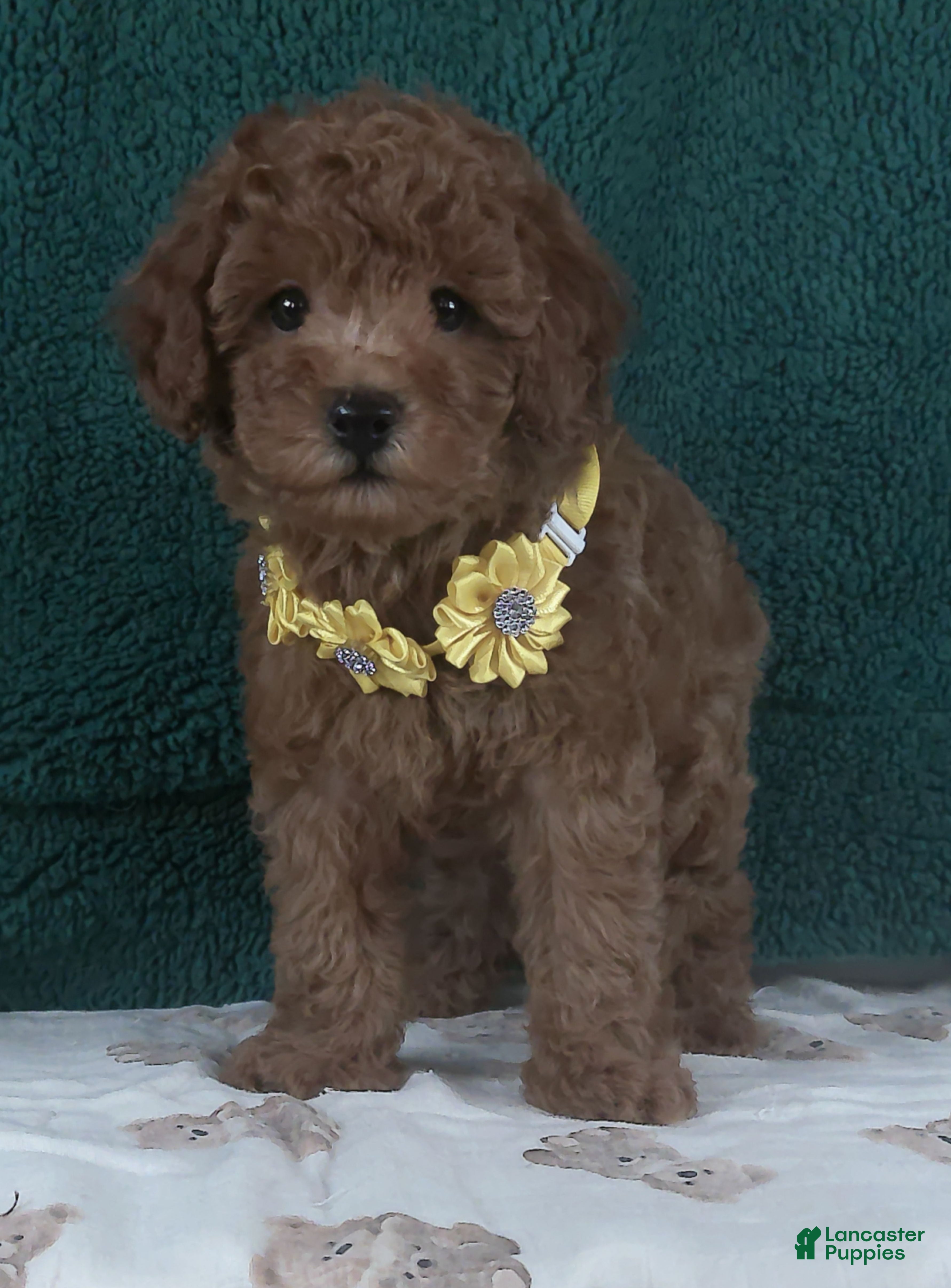 Miniature Poodle dogs Rambo - Ad 1