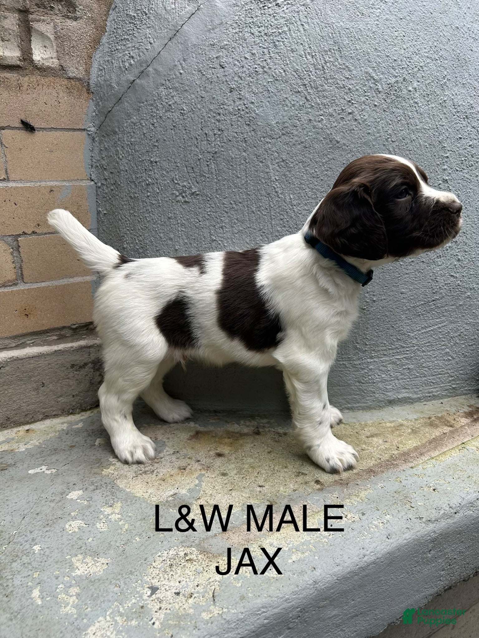 English Springer Spaniel dogs English Springer Spaniel 7 - Ad 2