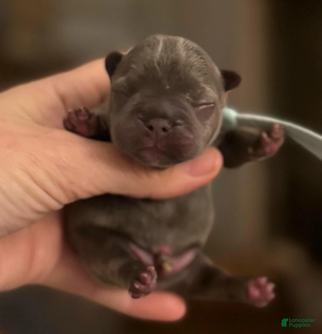 French Bulldog dogs for sale: Blue boy (blue collar) - Ad 4