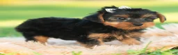 Yorkshire Terrier dogs for sale: Leo - Ad 6