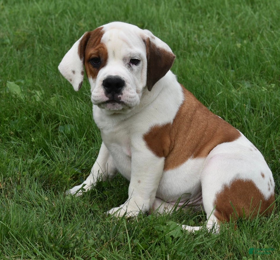 Beabull dogs Murphy  - Ad 2