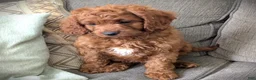 Cavapoo dogs for sale: Toby - Ad 6