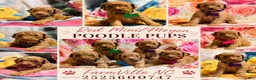 Miniature Poodle dogs for sale: Miniature Poodle Puppy 1 - Ad 6