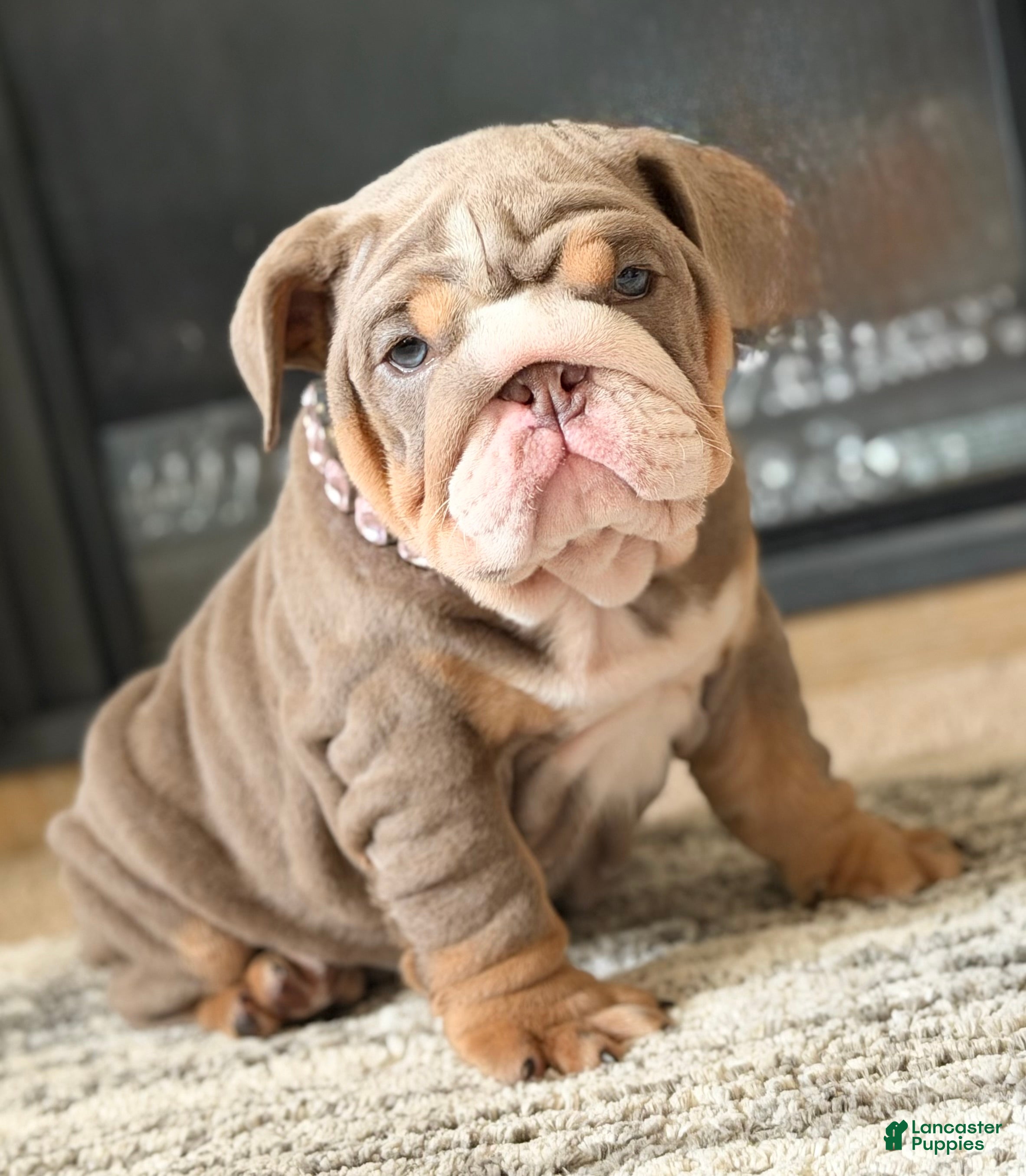 English Bulldog dogs Maple  - Ad 8
